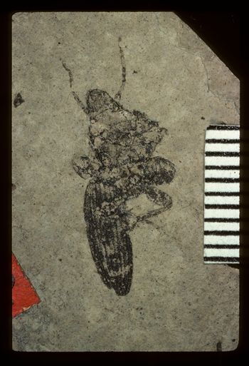 Media type: image;   Entomology PALE-1776 Aspect: full